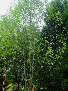 Carolina silverbell tree in landscape